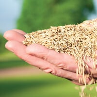 Hand filled with grass seed