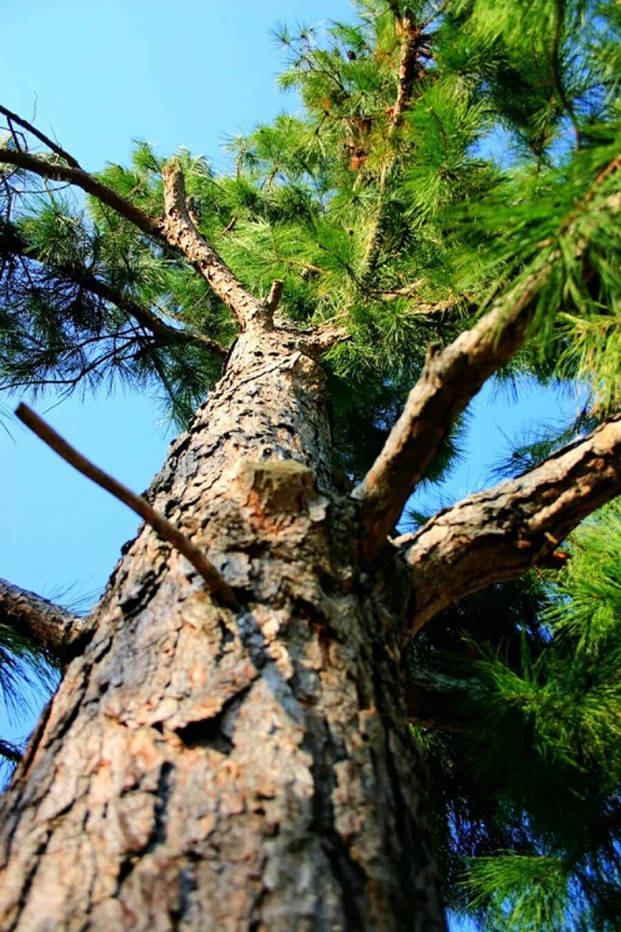 pine tree e1334339816520