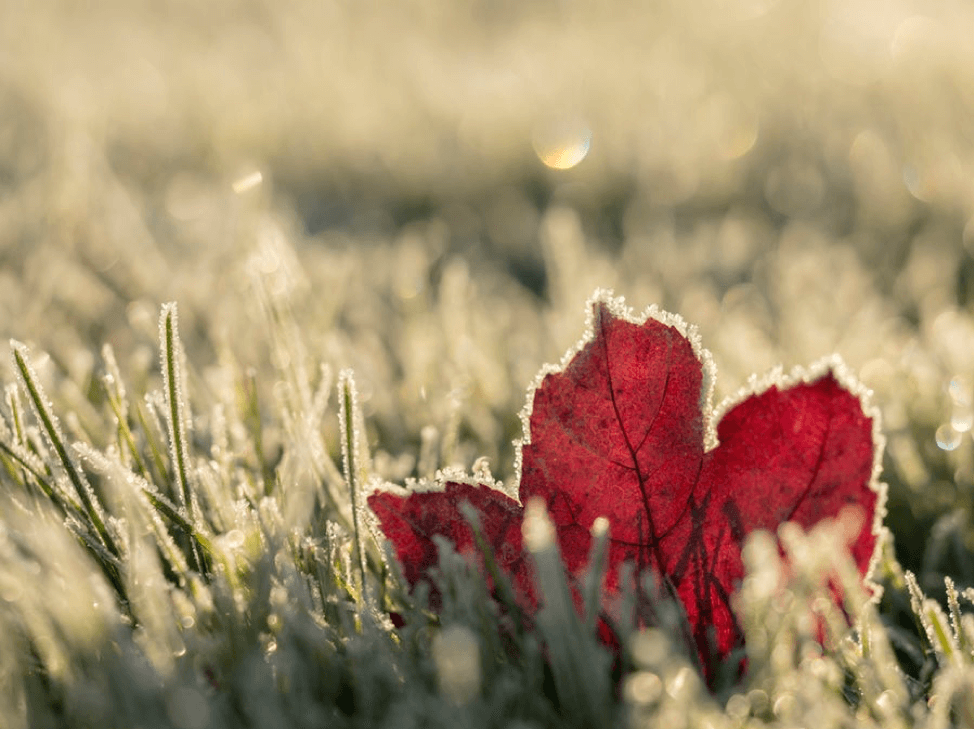Leaf in grass covered in snow.