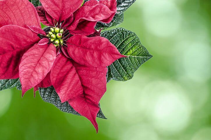 Red poinsettia blossom.