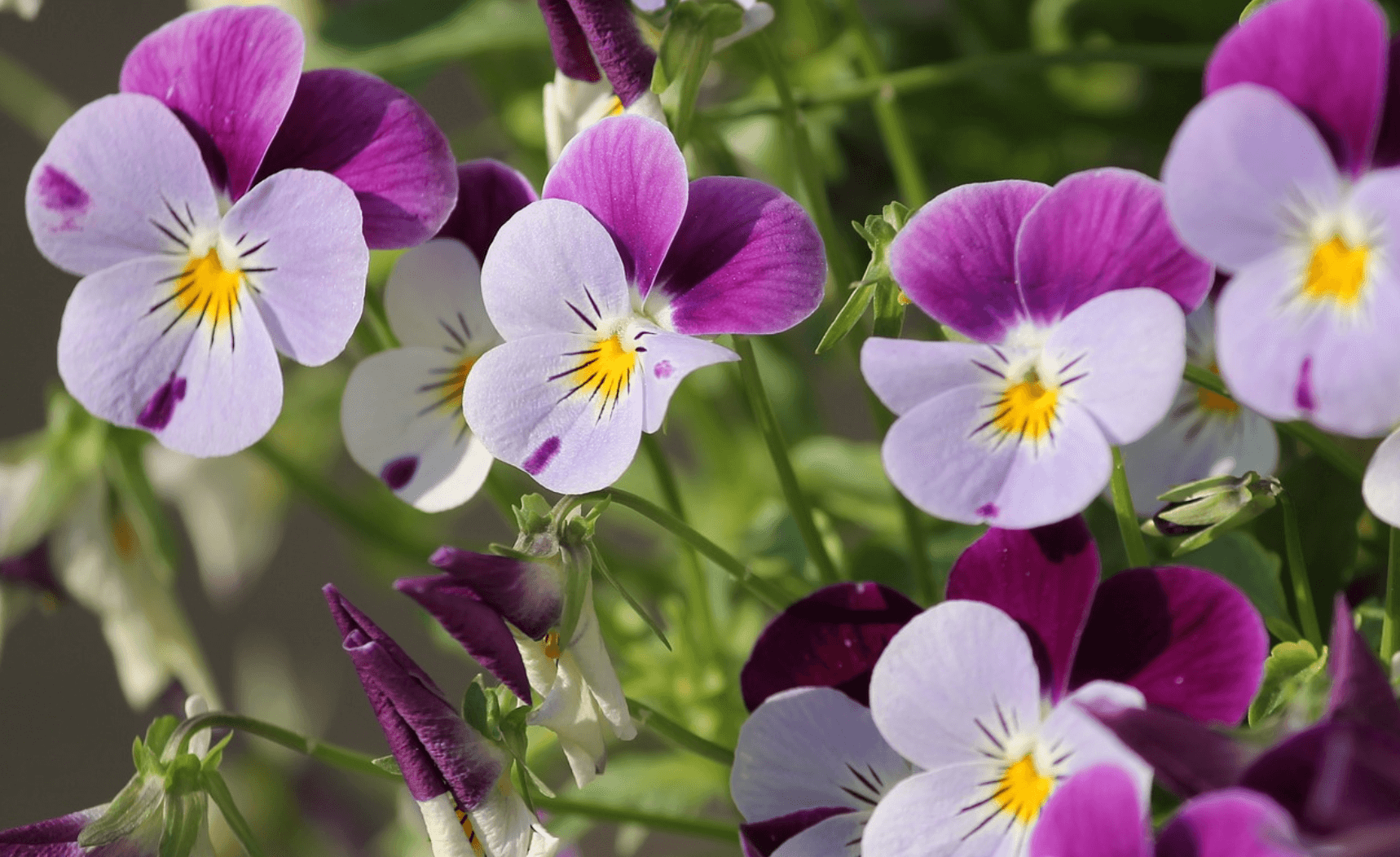 Purple and violet spring pansies.