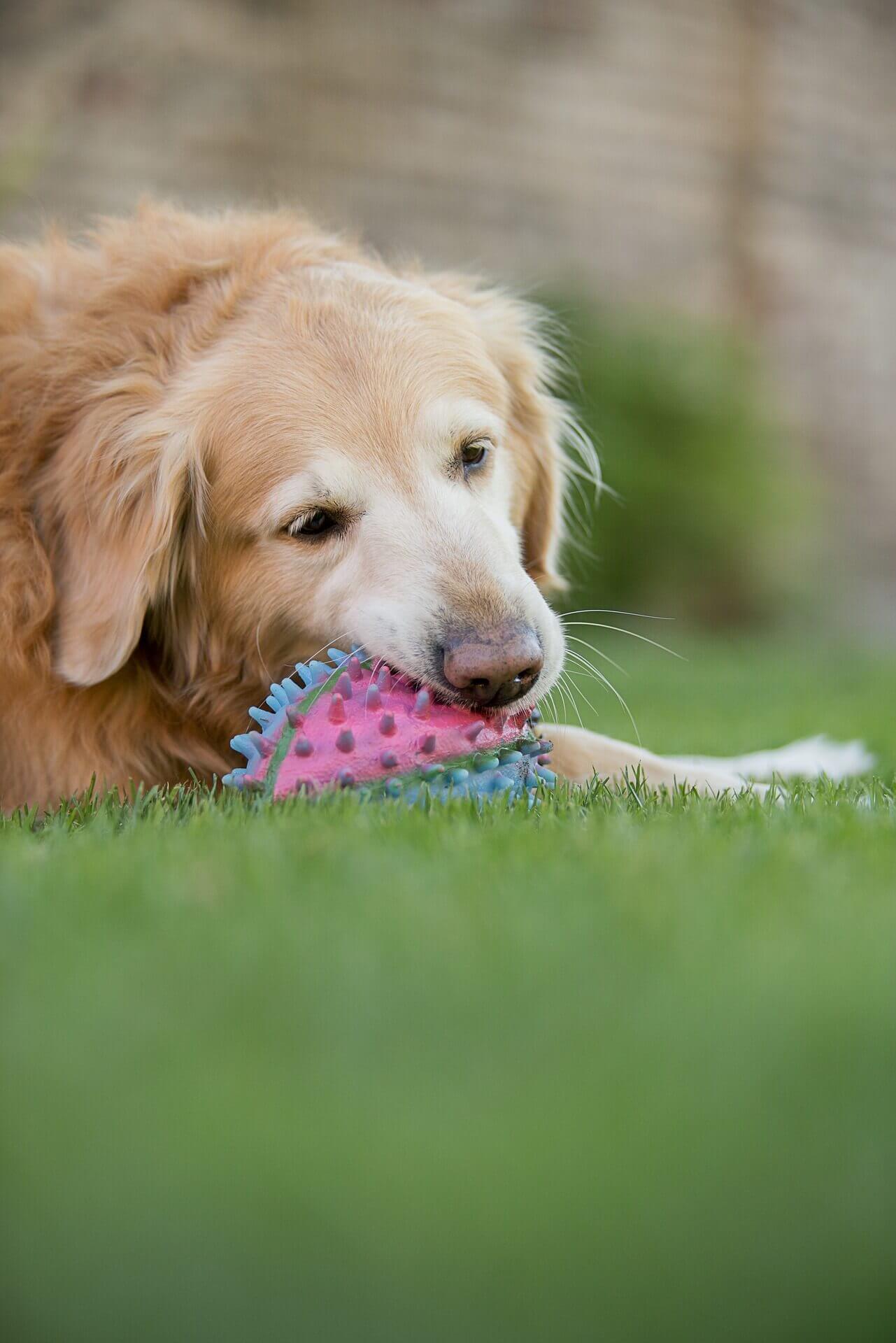 Dog on lawn with chew toy.