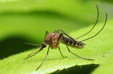 close up of a mosquito on a leaf
